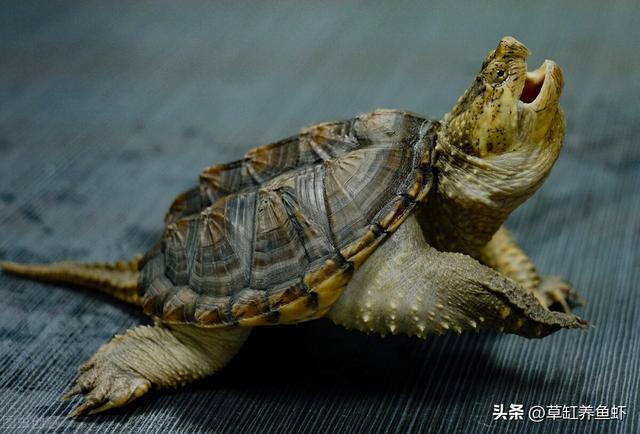 北美小鳄龟的饲养，北美小鳄龟的饲养方法视频（这4个细节要注意，别想当然）