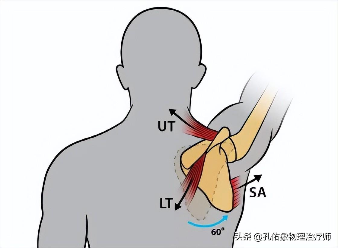 是穩定肩關節和啟動抬手,從解剖的角度來講,它橫穿在肩峰下間隙裡邊