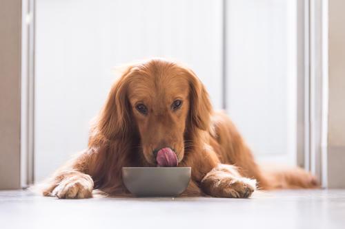 金毛犬应该怎么养才好，金毛犬要怎么养（再三劝告：想把金毛犬养好）