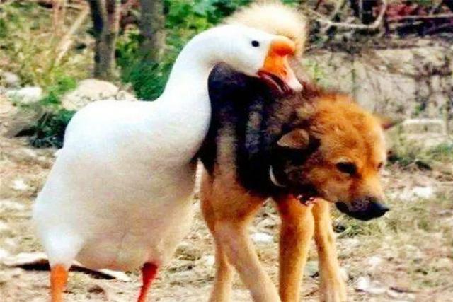 大雁和鹅的区别，大雁和鹅的区别是什么（鹅的真实面貌超出大家的想象）