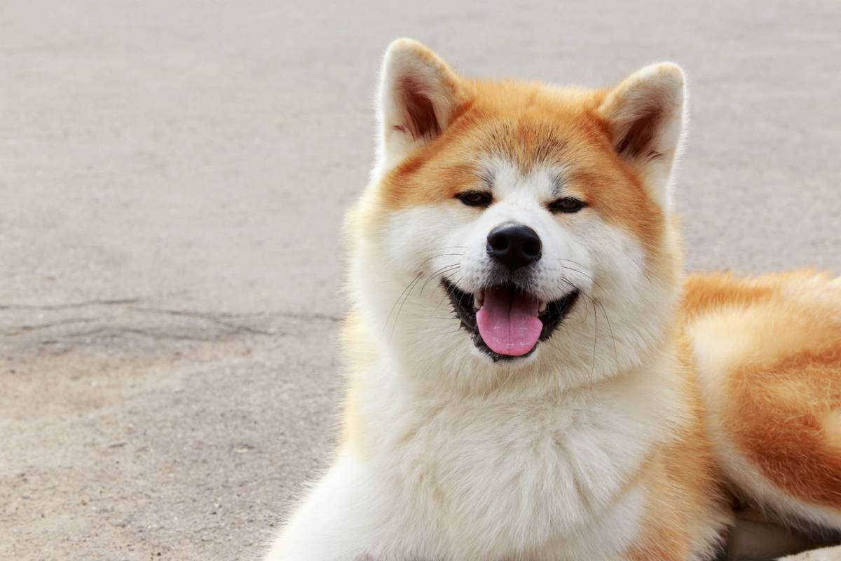 秋田犬为什么禁养(养柴犬的人都后悔了)