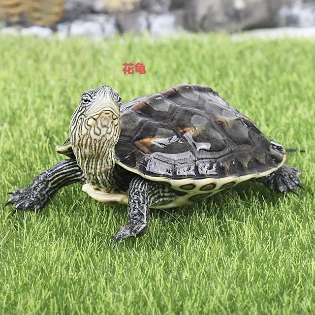 如何喂养地图龟，乌龟地图怎么养（便宜又能提高饲养技能的）