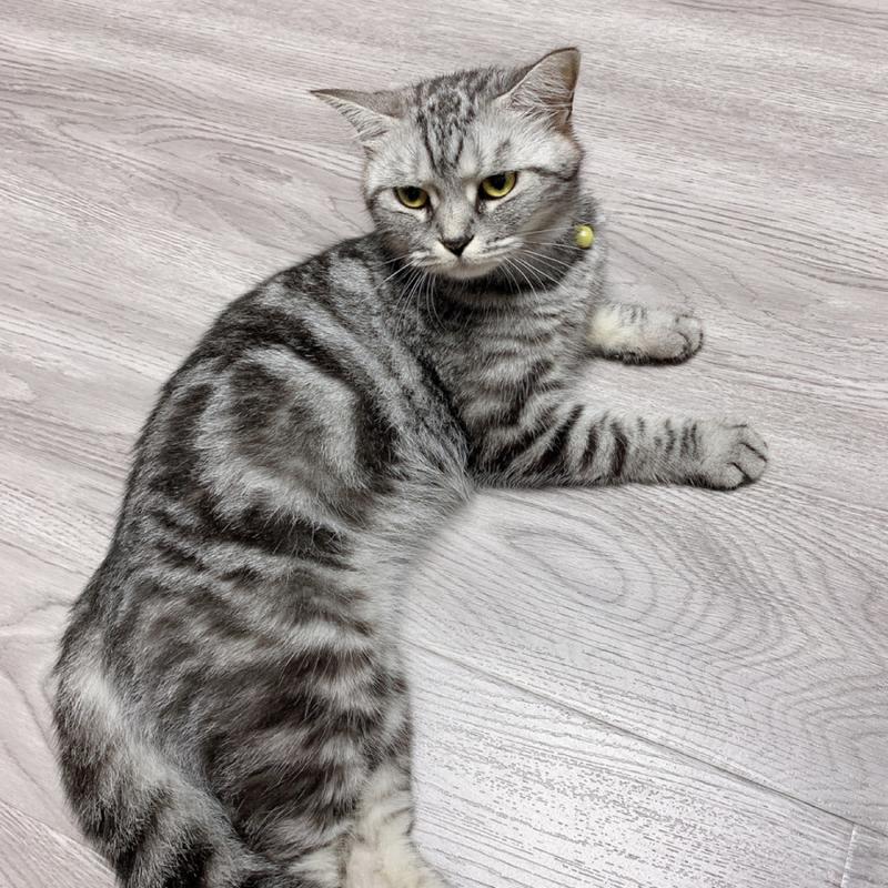 美短猫叫什么名字好听 美短猫叫什么名字好听母猫 - 珍缘易学