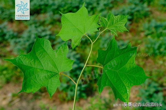 红枫价格表多少钱一棵，红枫的市场价格（五角枫、八角枫、羽毛枫、秋枫）