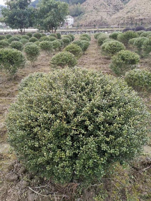 龟甲冬青的介绍，龟甲冬青的介绍和特点（一年四季都可以种植的冬青龟甲）