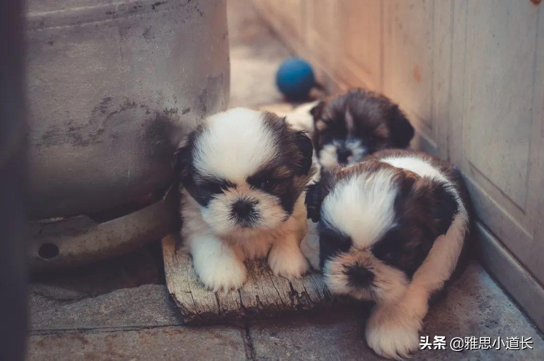 中文用英语怎么说(英文翻译中文的翻译器在线)