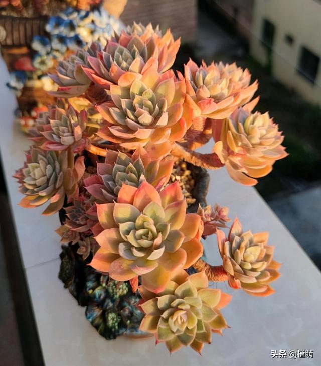 多肉丝绸面纱秋天的养护，怪不得追捧的花友越来越多