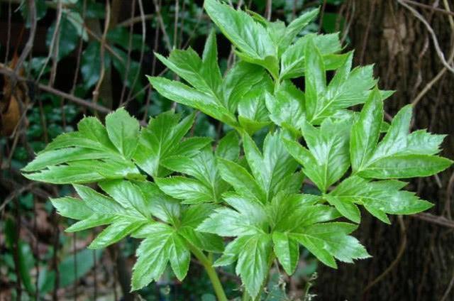 有哪些野菜可以吃，有哪些野菜可以吃视频播放（120种野菜介绍）