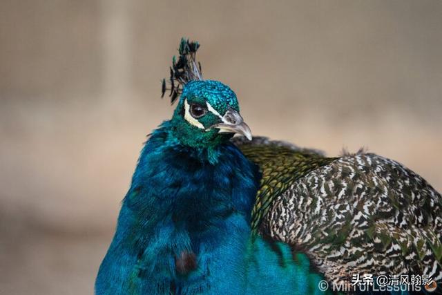 佳能eosr7和r6哪个好，编译：佳能