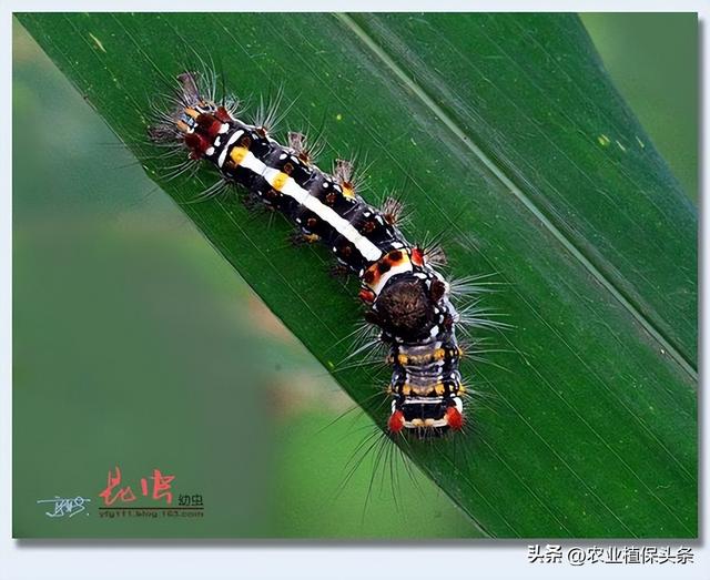 鳞翅目的昆虫有哪些分类，鳞翅目常见昆虫有哪些（第二章、农业植物害虫害螨）