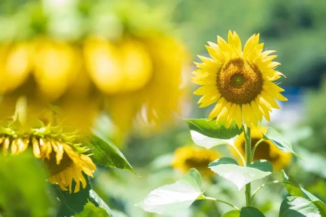 汉中旅游景点排名推荐，汉中旅游景点大全排名榜（在汉中一年四季可以这样玩 →）