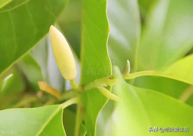 十大最香兰花品种，11种难得一见的名贵兰花