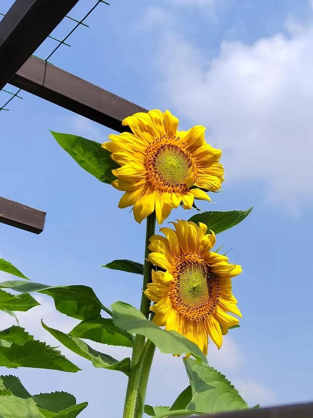 向日葵盛开的夏天，向日葵发圈配文（夏日的向日葵）