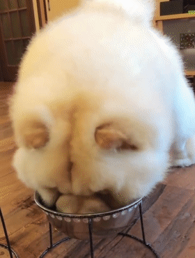 松狮犬的优缺点，松狮犬图片多少钱一只