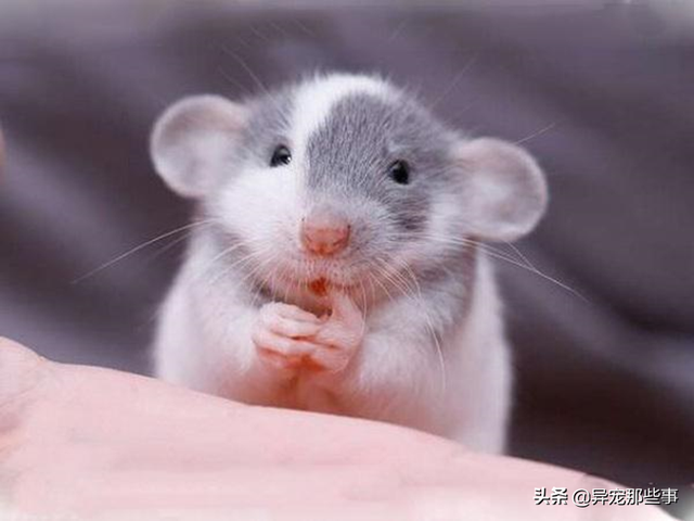 大白鼠和花枝鼠，大白鼠图片（原来有老鼠不脏不臭）
