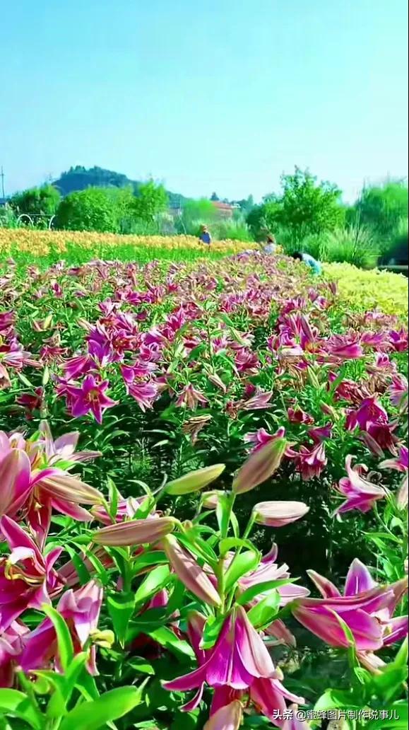 莺歌燕舞是什么季节，柳绿花红莺歌燕舞是什么季节（百花争艳的季节）