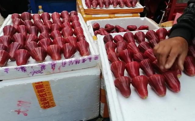 水果莲雾多少钱一斤,莲雾多少钱一斤(海南乐东九所3月份) 水果莲雾多少钱一斤,莲雾多少钱一斤(海南乐东九所3月份)