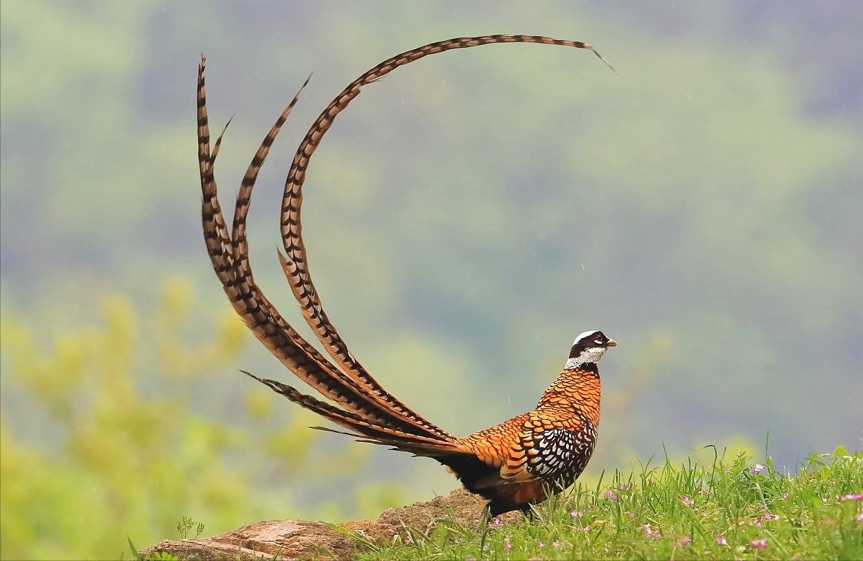 家鸡和野鸡还有没有交集?