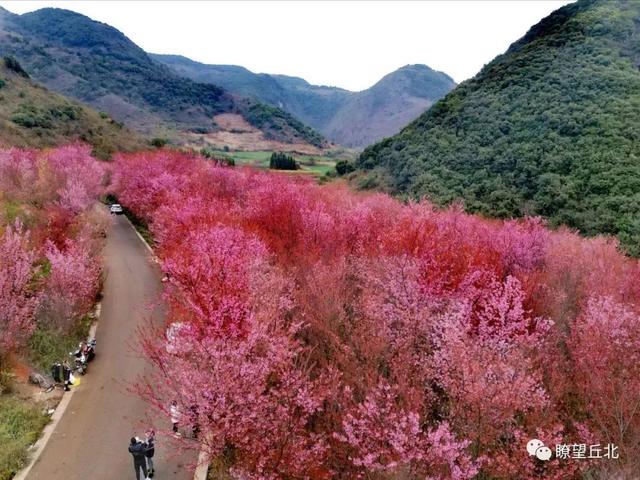 云南花海旅行记，春天，来云南与七彩花海相遇