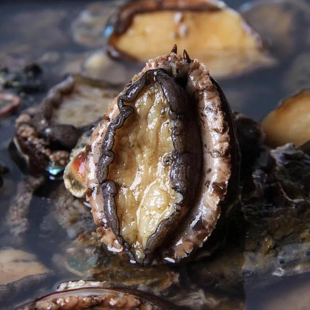 鳆鱼（鳆鱼怎么读），如何挑选鳆鱼（2021登州“苏公日”和“海市会”）