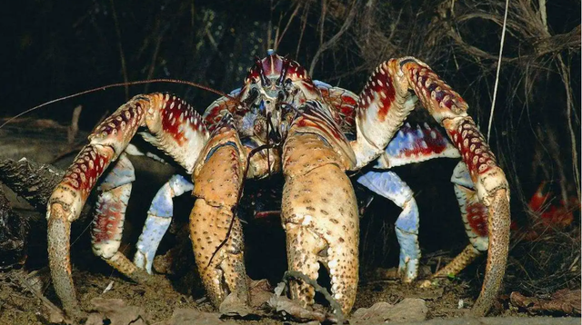 小螃蟹吃什么食物（如今在当地居民餐桌上挣扎着）