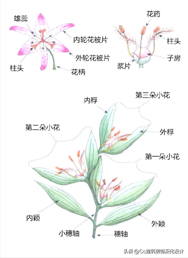 平行脉的主要分类，平行脉的叶子有哪些（超全植物形态图解——珍藏版）