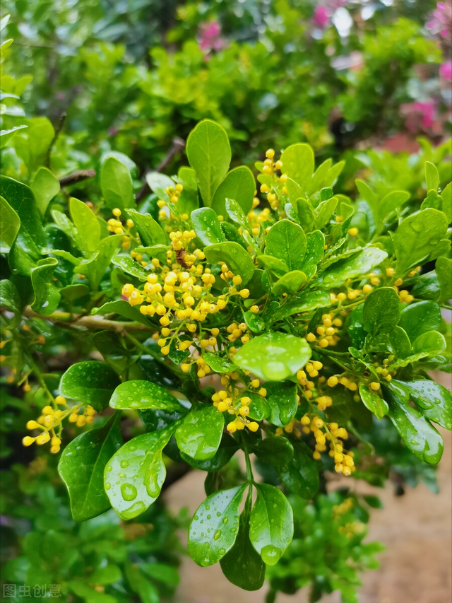 赠送玫瑰花的祝福语，送玫瑰花的祝福语简短（有花陪伴最幸福；有叶牵挂更美好）