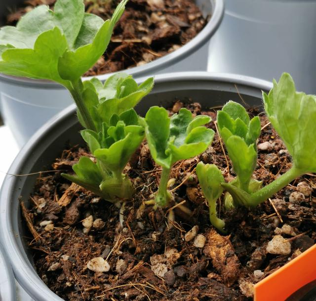 花毛茛，花儿像牡丹、一朵朵盛开、美丽娇艳（花毛茛好养活吗）