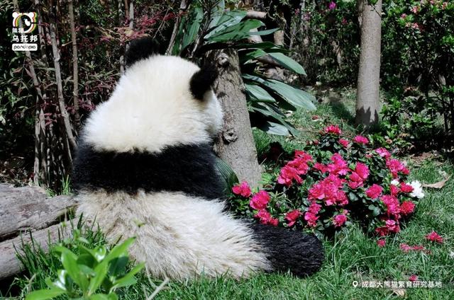 用来比喻爱情的动物，用动物比喻爱情的句子（也该成为四川人的恋爱标配）