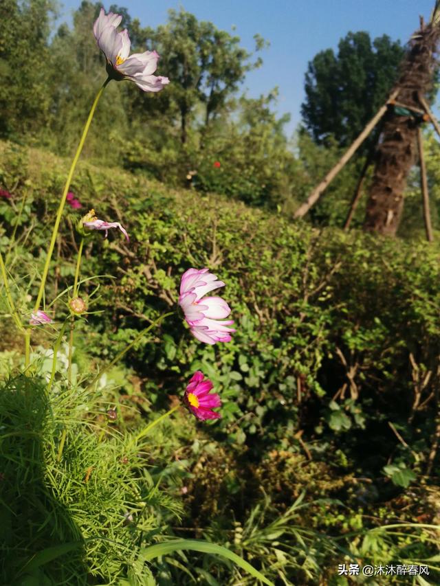 往后余生八字短句，余生致自己的精辟短句（往后余生：做事儿不求用力过猛）