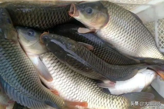 吃鲤鱼鱼籽的禁忌，吃鲤鱼鱼籽的好处和坏处（肚子大的好还是肚子小的好）