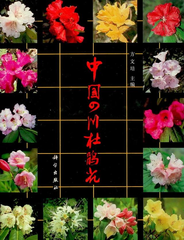 用来比喻爱情的动物，用动物比喻爱情的句子（也该成为四川人的恋爱标配）