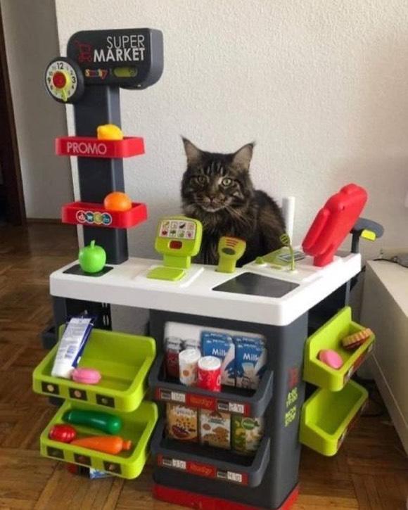 可爱猫，可爱猫咪名字（歪果网友分享各种古怪可爱的小猫咪图片）