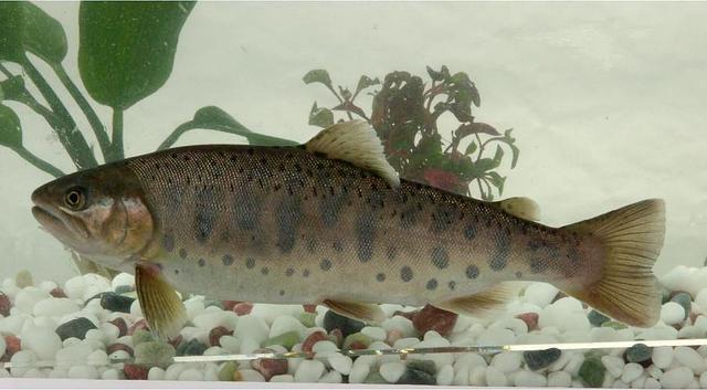 白色的鱼是什么鱼，白色的观赏大鱼是什么鱼（黑龙江鱼类之“三十二杂鱼”图谱）
