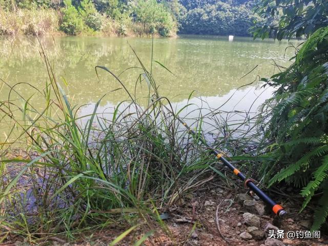 钓鲤鱼用什么打窝，钓鲤鱼用什么饵料打窝好（学会这三种打窝方法）