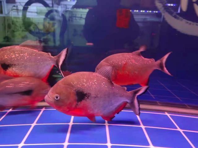 过滤棉多久换一次，鱼缸过滤棉多久换一次（需要何时更换、清洗、淘汰等问题）