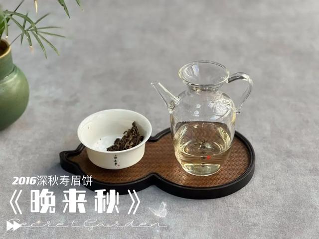 白茶和老白茶的区别是什么，老白茶和白茶一样吗（再也不怕受骗上当了）