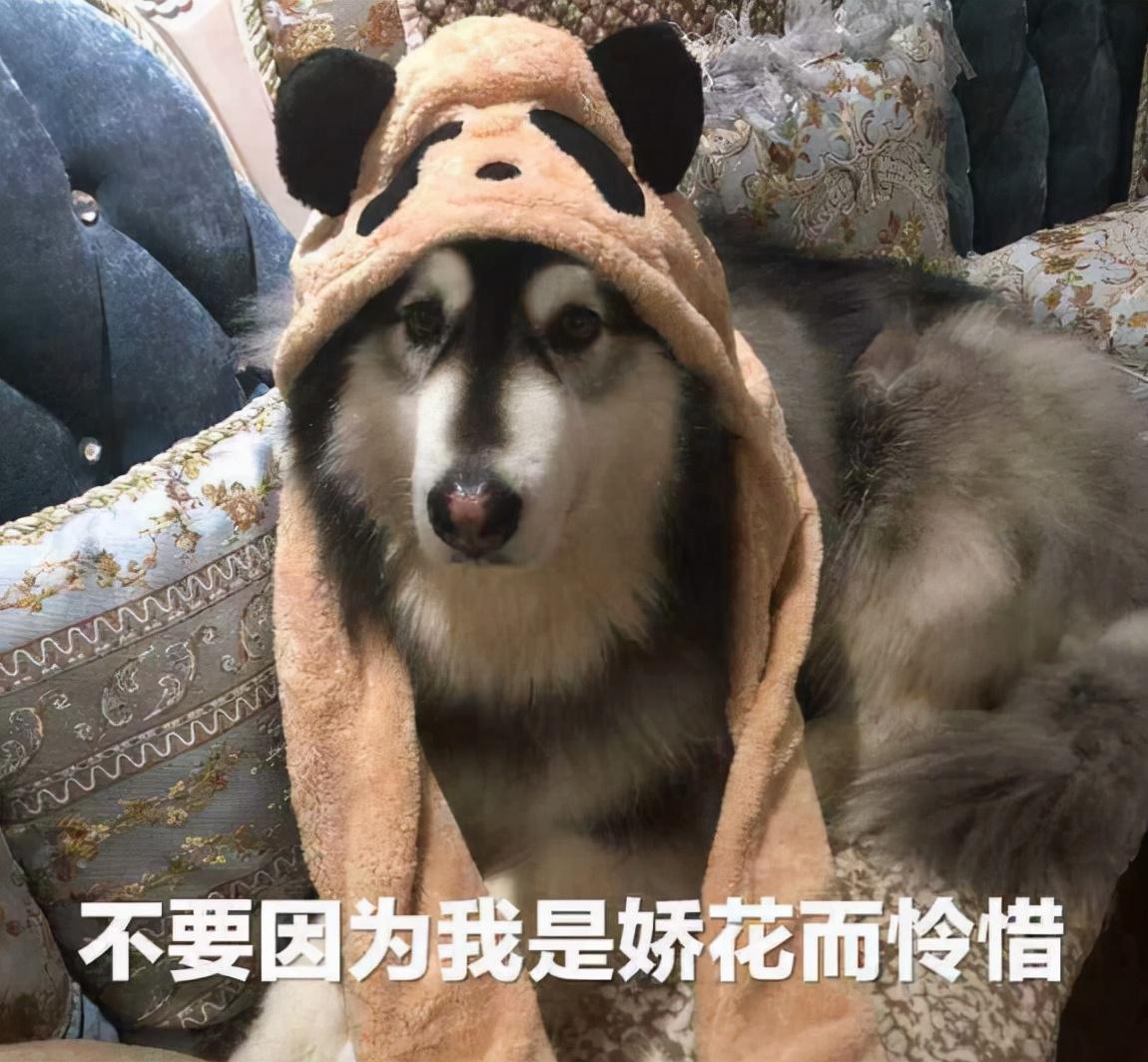 大型犬适合家养的狗，上班族养什么狗最省心