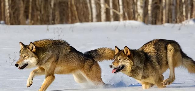 雪豹后传之苍狼全集，雪豹三部曲是哪三部（狼群调虎离山在荒原伏击雪豹）