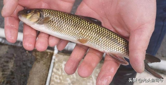 长江名贵鱼前十名，10大凶猛淡水鱼（我国保护的鱼类有87种）