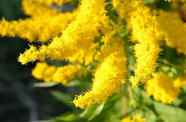 贵阳市花是什么花，贵阳市市花为什么是兰花（贵阳惊现“恶魔之花”）