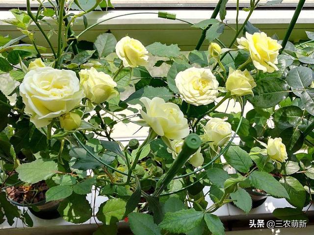 月季花的生长过程，月季从播种到发芽、长叶、开花的全过程（附带图片大全和种植方法）