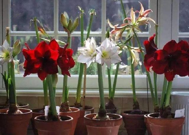 盆景花卉批发市场，重庆市花卉盆景批发市场在哪里（这几个平台市场随你逛）