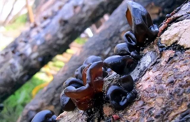 各种茶婊的女生，黑炭木耳女优（黑木耳知多少）