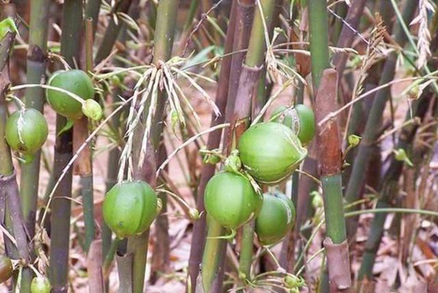 竹子开花意味着什么，室内竹子开花意味着什么（竹子开花有啥预兆）