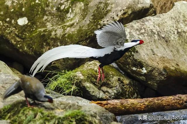 白娴鸟（白娴鸟图片，白娴鸟怎样的养殖（白鹇鸟唯美图片）