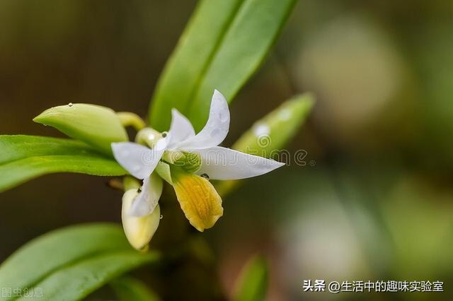 国家二级保护树种，有哪些是国家保护二级植物（这些植物是受国家保护的）