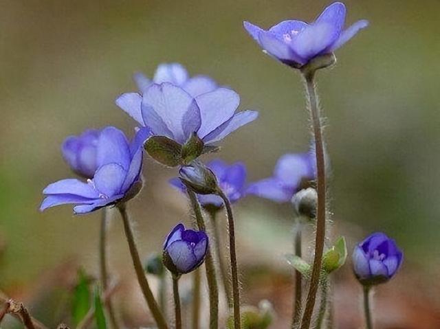 白羊座和白羊座，白羊座男生和白羊座女生的星座配对（可以为你遮风挡雨）