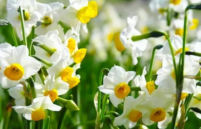 梅花象征什么，梅花象征什么青松象征什么雪花象征什么（中国十大名花排行榜）