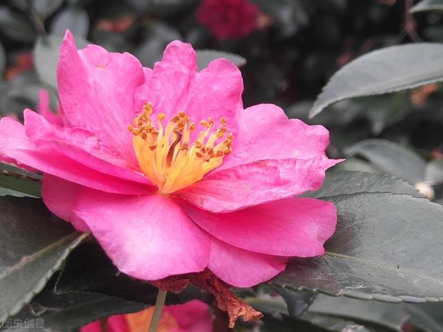 想念一个人的说说，想念一个人的说说伤感（一叶知秋）